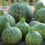 بذر کدوی خورشتی روند دینایس (Ronde De Nice Squash)