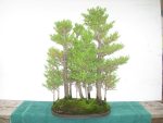 بذر درخت سرو  bonsai tree cypress