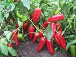 بذر فلفل شیرین کاپی قرمز  Red Sweet kapia Pepper