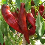 بذر فلفل شیرین کاپی قرمز  Red Sweet kapia Pepper