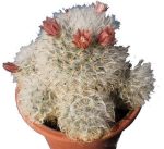 بذر کاکتوس مامیلاریا بوکاسانا یا گلوله برفی (MAMMILLARIA bocasana)