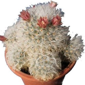 بذر کاکتوس مامیلاریا بوکاسانا یا گلوله برفی (MAMMILLARIA bocasana)