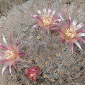 بذر کاکتوس مامیلاریا بوکاسانا یا گلوله برفی (MAMMILLARIA bocasana)