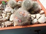 بذر کاکتوس مامیلاریا بوکاسانا یا گلوله برفی (MAMMILLARIA bocasana)