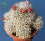 بذر کاکتوس مامیلاریا بوکاسانا یا گلوله برفی (MAMMILLARIA bocasana)