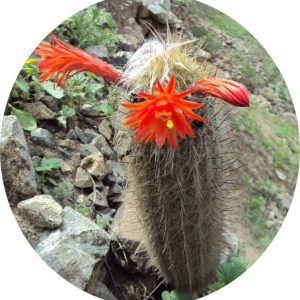 بذر کاکتوس لوگزانتوسرئوس هافماننی سنیلیودس (LOXANTHOCEREUS hoffmannii seniliodes)