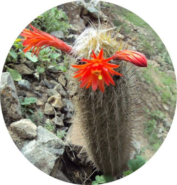بذر کاکتوس لوگزانتوسرئوس هافماننی سنیلیودس (LOXANTHOCEREUS hoffmannii seniliodes)