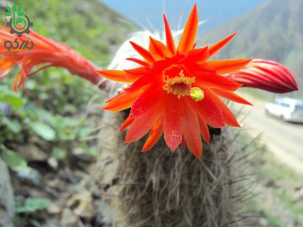 بذر کاکتوس لوگزانتوسرئوس هافماننی سنیلیودس (LOXANTHOCEREUS hoffmannii seniliodes)