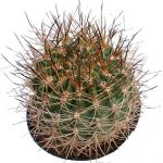 بذر کاکتوس هوریدوکاستوس ایلاپلنسیس  (Horridocactus illapelensis)