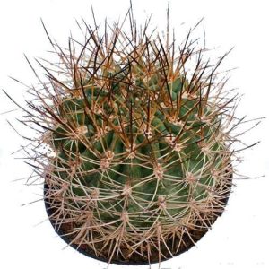 بذر کاکتوس هوریدوکاستوس ایلاپلنسیس  (Horridocactus illapelensis)