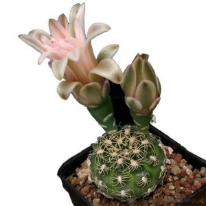 بذر کاکتوس ژمینو کالیسیوم کالوکلوروم  (GYMNOCALYCIUM calochlorum - v proliferum P203)