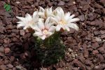بذر کاکتوس ژمینو کالیسیوم کالوکلوروم  (GYMNOCALYCIUM calochlorum - v proliferum P203)