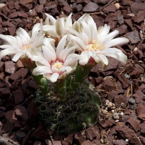بذر کاکتوس ژمینو کالیسیوم کالوکلوروم  (GYMNOCALYCIUM calochlorum - v proliferum P203)