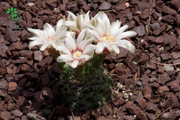 بذر کاکتوس ژمینو کالیسیوم کالوکلوروم  (GYMNOCALYCIUM calochlorum - v proliferum P203)