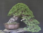بذر کاج ژاپنی (Japanese pine tree )