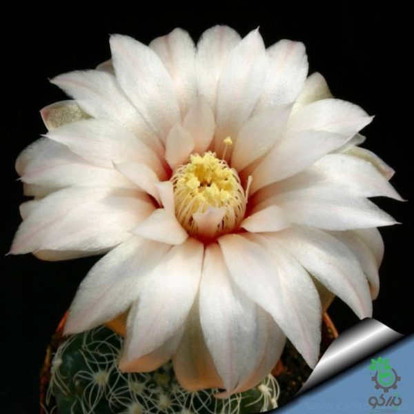 بذر کاکتوس ژمینو کالیسیوم کالوکلوروم  (GYMNOCALYCIUM calochlorum - v proliferum P203)