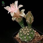 بذر کاکتوس ژمینو کالیسیوم کالوکلوروم  (GYMNOCALYCIUM calochlorum - v proliferum P203)