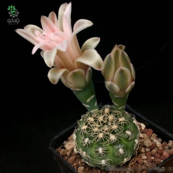 بذر کاکتوس ژمینو کالیسیوم کالوکلوروم  (GYMNOCALYCIUM calochlorum - v proliferum P203)