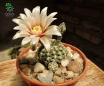 بذر کاکتوس ژمینو کالیسیوم کالوکلوروم  (GYMNOCALYCIUM calochlorum - v proliferum P203)