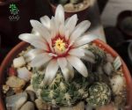 بذر کاکتوس ژمینو کالیسیوم کالوکلوروم  (GYMNOCALYCIUM calochlorum - v proliferum P203)