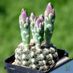 بذر کاکتوس ژمینو کالیسیوم کالوکلوروم  (GYMNOCALYCIUM calochlorum - v proliferum P203)