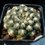 بذر کاکتوس ژمینو کالیسیوم کالوکلوروم  (GYMNOCALYCIUM calochlorum - v proliferum P203)