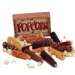 بذر ذرت رنگی رنگین کمان مینیاتوری یا بلال رنگین کمان مینیاتوری  (Miniature Colored Popcorn)