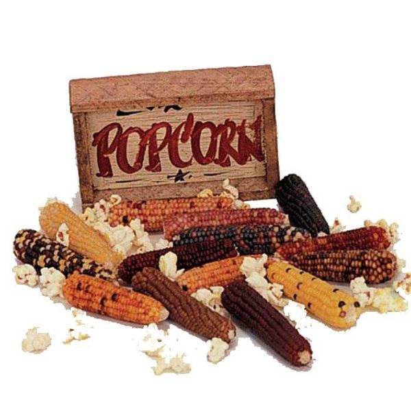 بذر ذرت رنگی رنگین کمان مینیاتوری یا بلال رنگین کمان مینیاتوری  (Miniature Colored Popcorn)