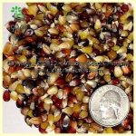 بذر ذرت رنگی رنگین کمان مینیاتوری یا بلال رنگین کمان مینیاتوری  (Miniature Colored Popcorn)