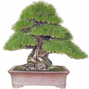 بذر کاج ژاپنی (Japanese pine tree )