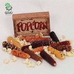 بذر ذرت رنگی رنگین کمان مینیاتوری یا بلال رنگین کمان مینیاتوری  (Miniature Colored Popcorn)