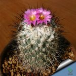 بذر کاکتوس ژمینو کاکتوس ویرکی واریته نگلکتیوس (GYMNOCACTUS viereckii HK37710K - v neglectus Lau 115910K)
