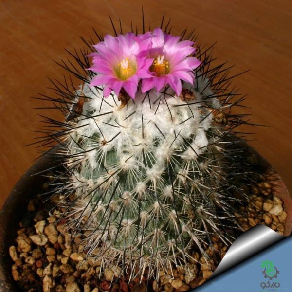 بذر کاکتوس ژمینو کاکتوس ویرکی واریته نگلکتیوس (GYMNOCACTUS viereckii HK37710K - v neglectus Lau 115910K)