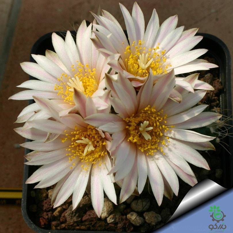 بذر کاکتوس اچینوسرئوس نیپلیانوس واریته کروگری  (ECHINOCEREUS knippelianus - v kruegeri)