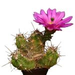 بذر کاکتوس اچینوسرئوس سینراسنس  (Echinocereus cinerascens)