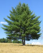 بذر کاج ژاپنی (Japanese pine tree )