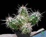 بذر کاکتوس اچینوسرئوس سینراسنس  (Echinocereus cinerascens)