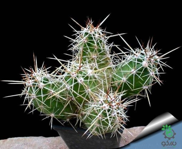 بذر کاکتوس اچینوسرئوس سینراسنس  (Echinocereus cinerascens)