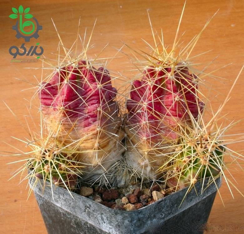 بذر کاکتوس اچینوسرئوس سینراسنس  (Echinocereus cinerascens)