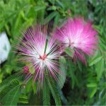بذر درخت ابریشم شب خسب یا Albizia julibrissin