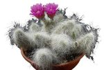 بذر کاکتوس اچینوسرئوس دلائتی (ECHINOCEREUS delaetii)