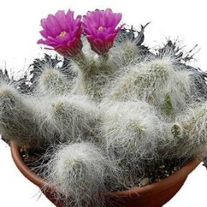 بذر کاکتوس اچینوسرئوس دلائتی (ECHINOCEREUS delaetii)