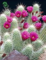 بذر کاکتوس اچینوسرئوس دلائتی (ECHINOCEREUS delaetii)