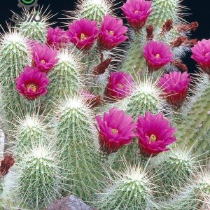بذر کاکتوس اچینوسرئوس دلائتی (ECHINOCEREUS delaetii)