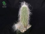 بذر کاکتوس اچینوسرئوس دلائتی (ECHINOCEREUS delaetii)