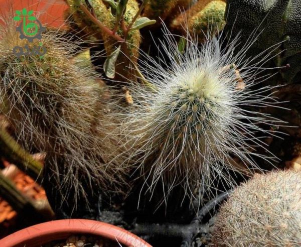 بذر کاکتوس اچینوسرئوس دلائتی (ECHINOCEREUS delaetii)