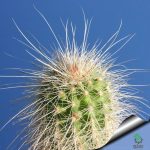 بذر کاکتوس اچینوسرئوس دلائتی (ECHINOCEREUS delaetii)