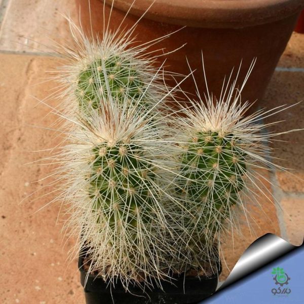 بذر کاکتوس اچینوسرئوس دلائتی (ECHINOCEREUS delaetii)