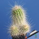 بذر کاکتوس اچینوسرئوس دلائتی (ECHINOCEREUS delaetii)