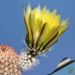بذر کاکتوس اچینوسرئوس داسیاکانتوس (ECHINOCEREUS dasyacanthus )